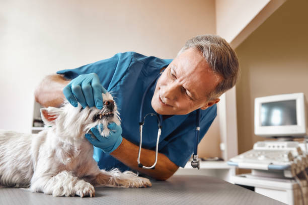 Best Emergency Broken Tooth Repair in Pennsboro, WV